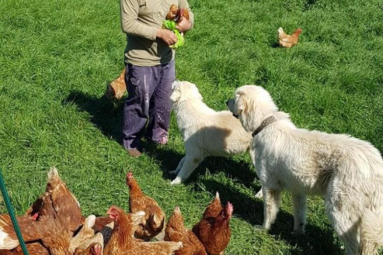 Blackwood Forest Farm Gippsland Weekly Farmers Market